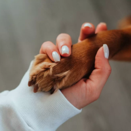 Dia Mundial da Saúde e Dia da Terra: como o conceito de Saúde Única é importante para o bem-estar das pessoas, dos animais e do meio em que vivemos?