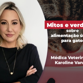 Mitos e verdades sobre alimentação úmida para gatos